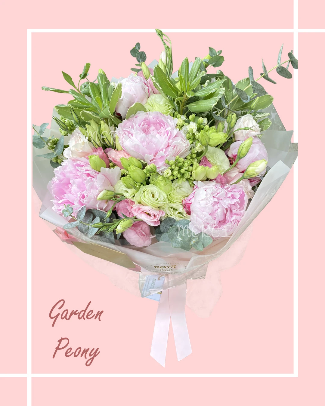 Garden Peony